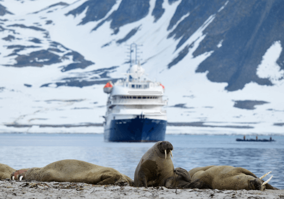 Kreuzfahrtschiff im Fjord in Spitzbergen mit einer Sandbank mit Walrossen im Vordergrund